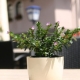 D200_20250516130509_csm_blumen_0c154e65e4.jpg
