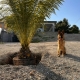 I6198_20250724150742_Palma_e_atena.jpg