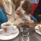 242_20220420110424_GENZIANELLA_Caffe_.jpg