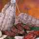 98_20190430170413_salumi_stillife.jpg